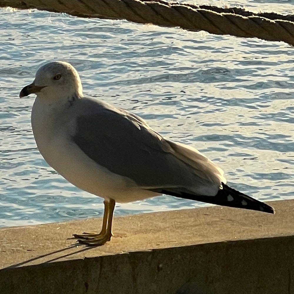 Meet your Posher, Kevin
